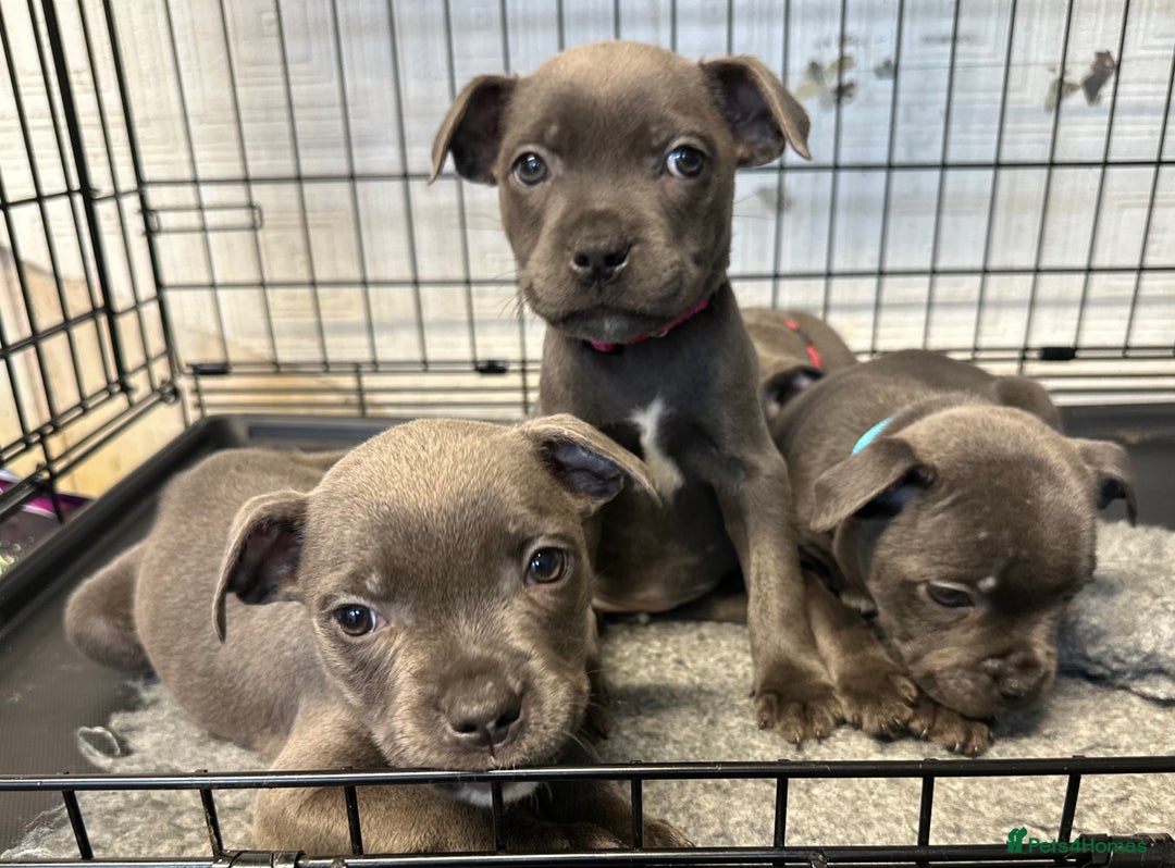 Staffordshire Bull Terrier dogs for sale: KC ⭐️Champion⭐️ bloodline Staffy Ready to leave - Advert 16