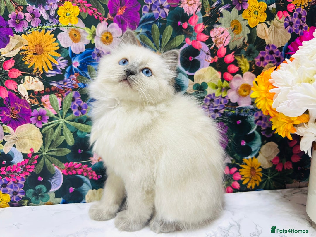 Ragdoll cats for sale: Beautiful Ragdoll Kittens  - Image 12