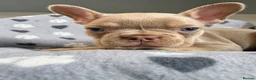 French Bulldog dogs for sale: *2 Luxury French Bulldogs Available🐾* - Advert 5