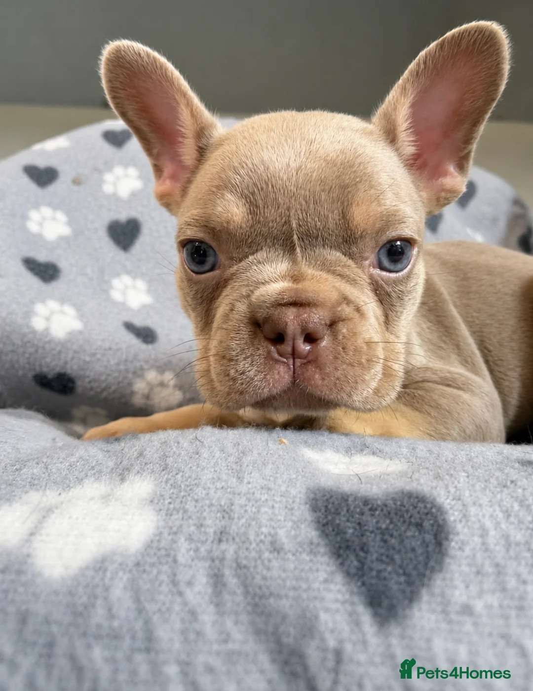 French Bulldog dogs for sale: *2 Luxury French Bulldogs Available🐾* - Advert 5