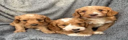 Cockapoo dogs for sale: Lovely red F1 cockerpoo's - Advert 3