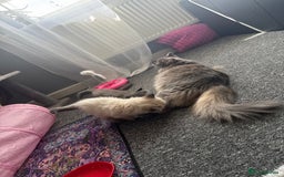 Ragdoll cats for sale: 💙Seal Point Ragdoll × Siberian Boy 💙 - Image 11