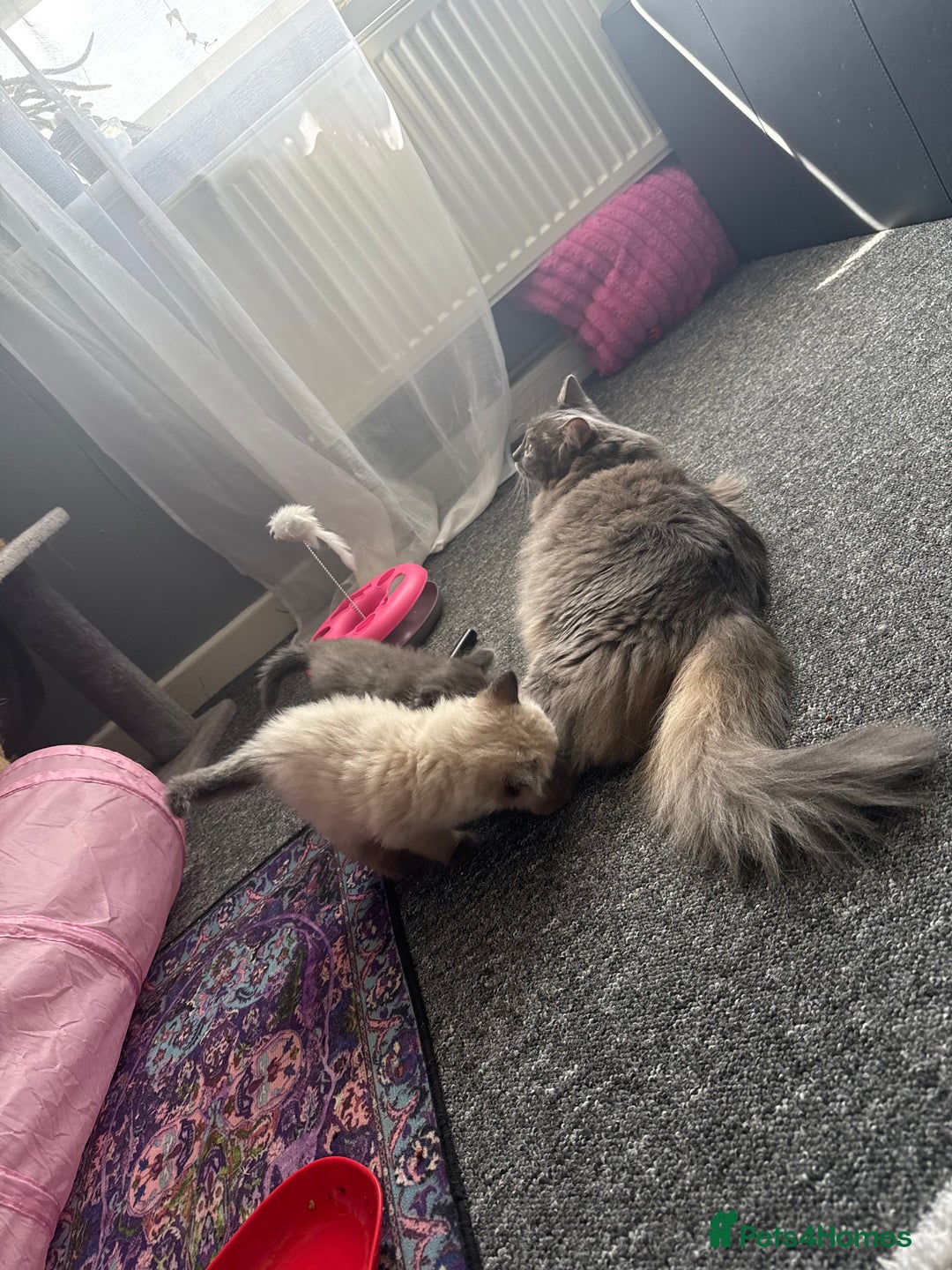 Ragdoll cats for sale: 💙Seal Point Ragdoll × Siberian Boy 💙 - Image 11