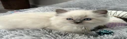Ragdoll cats for sale: Ragdoll kittens - Ready to leave - Advert 8