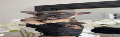 Boy 1 