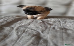 Chihuahua dogs for sale: Tiny Long-Haired Chihuahua Puppies - Image 3