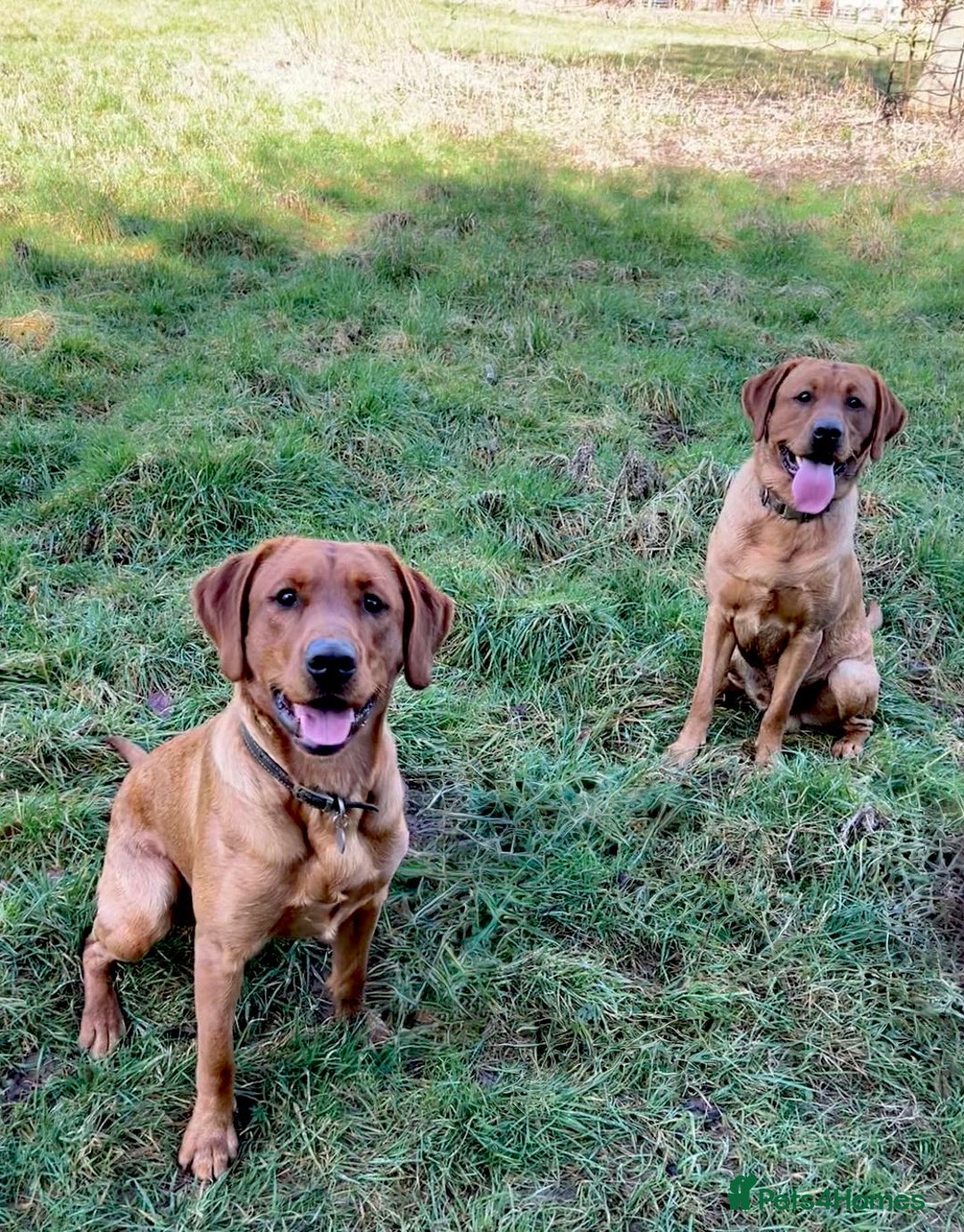Labrador Retriever dogs for sale: Sykehead are expecting Fox Red lab pups  - Image 11