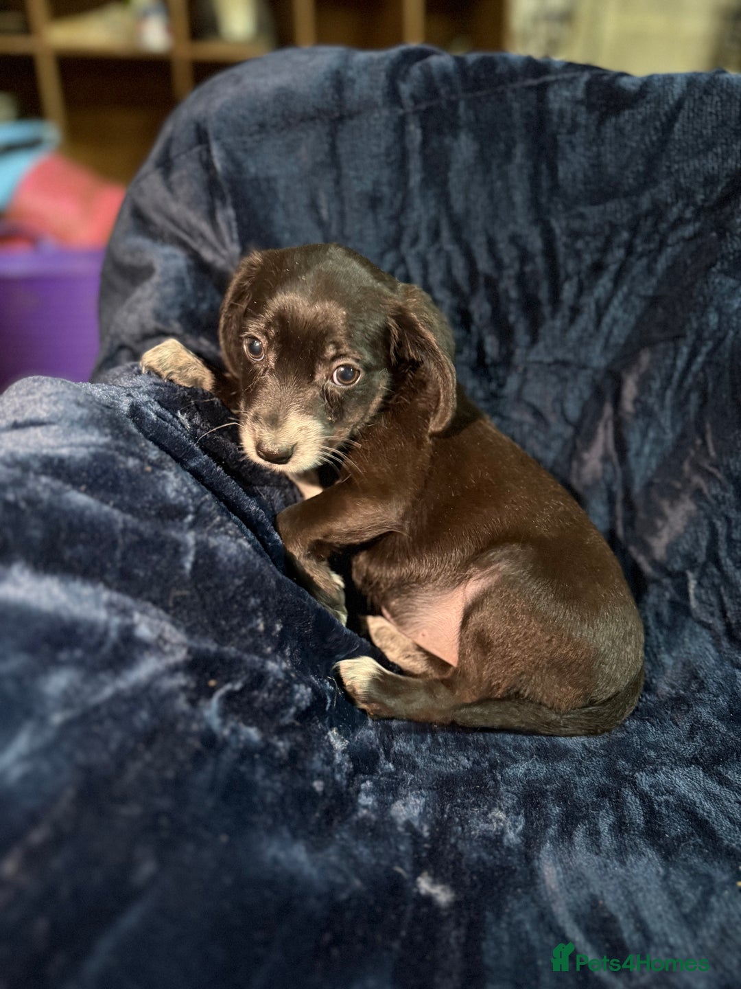Mixed Breed dogs for sale: 3/4 spaniels 1/4 jack Russel puppy’s 🩷 - Image 16