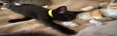 Mixed Breed Kitten lime green collar 
