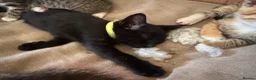 Mixed Breed cats for sale: 5 beautiful kittens  - Advert 27