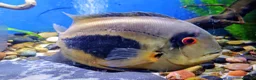 Other/Mixed Breed fish for sale: Manchester Pet's and Aquatics - Full Stock List - Advert 4