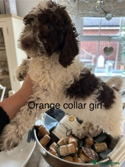 Cockapoo Puppy 8