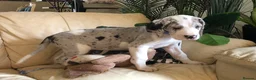 Great Dane dogs for sale: Lovely Damarkann Great Dane Puppies - Advert 10