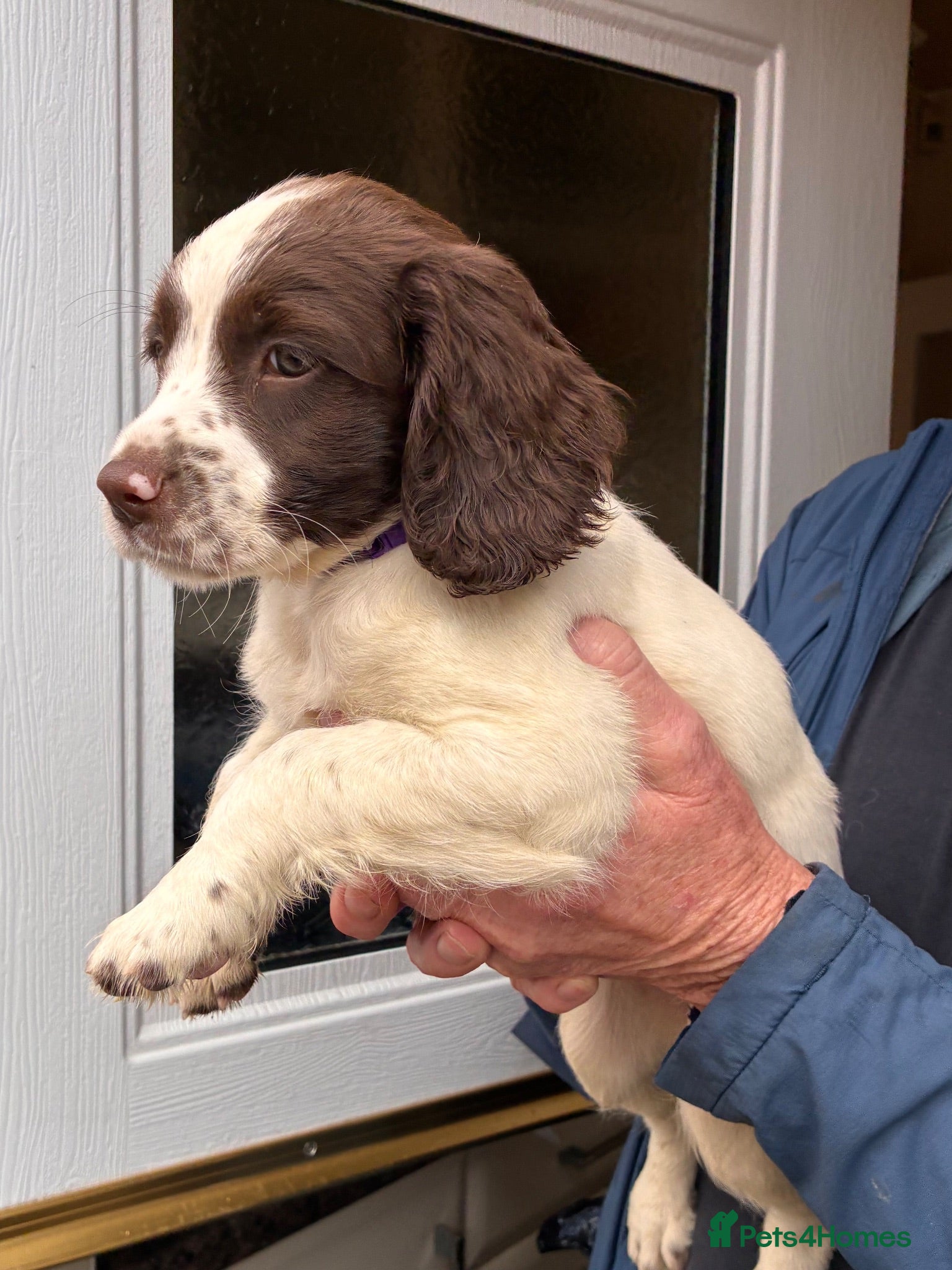English Springer Spaniel dogs FTCH SIRED PUPS £800 READY TO GO  - Advert 3