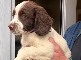 English Springer Spaniel dogs FTCH SIRED PUPS £800 READY TO GO - Advert 3