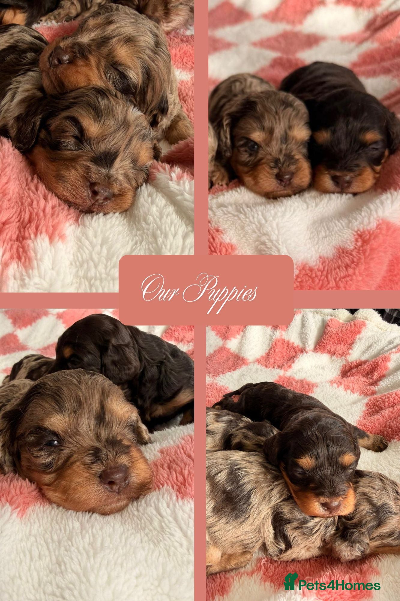 Cavapoo dogs ⭐️ Rare Chocolate & Tan Merle F1 Cavapoos⭐️ - Advert 1