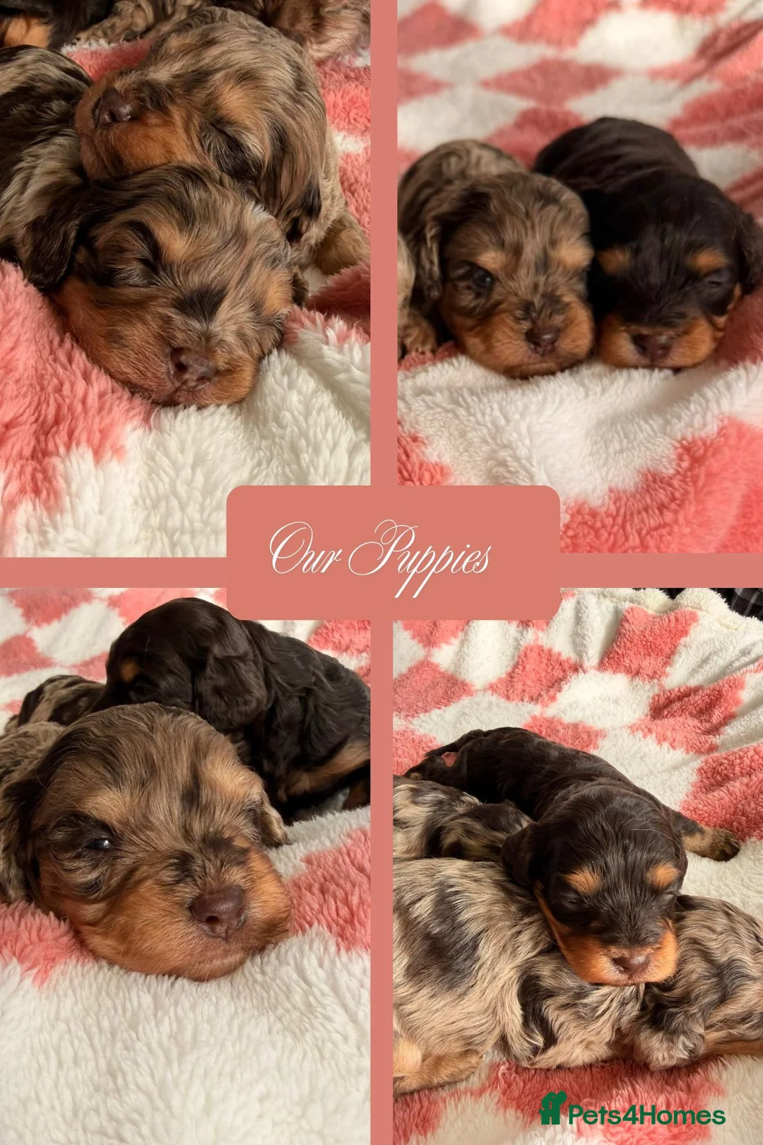 Cavapoo dogs for sale: ⭐️ Rare Chocolate & Tan Merle F1 Cavapoos⭐️ - Advert 1