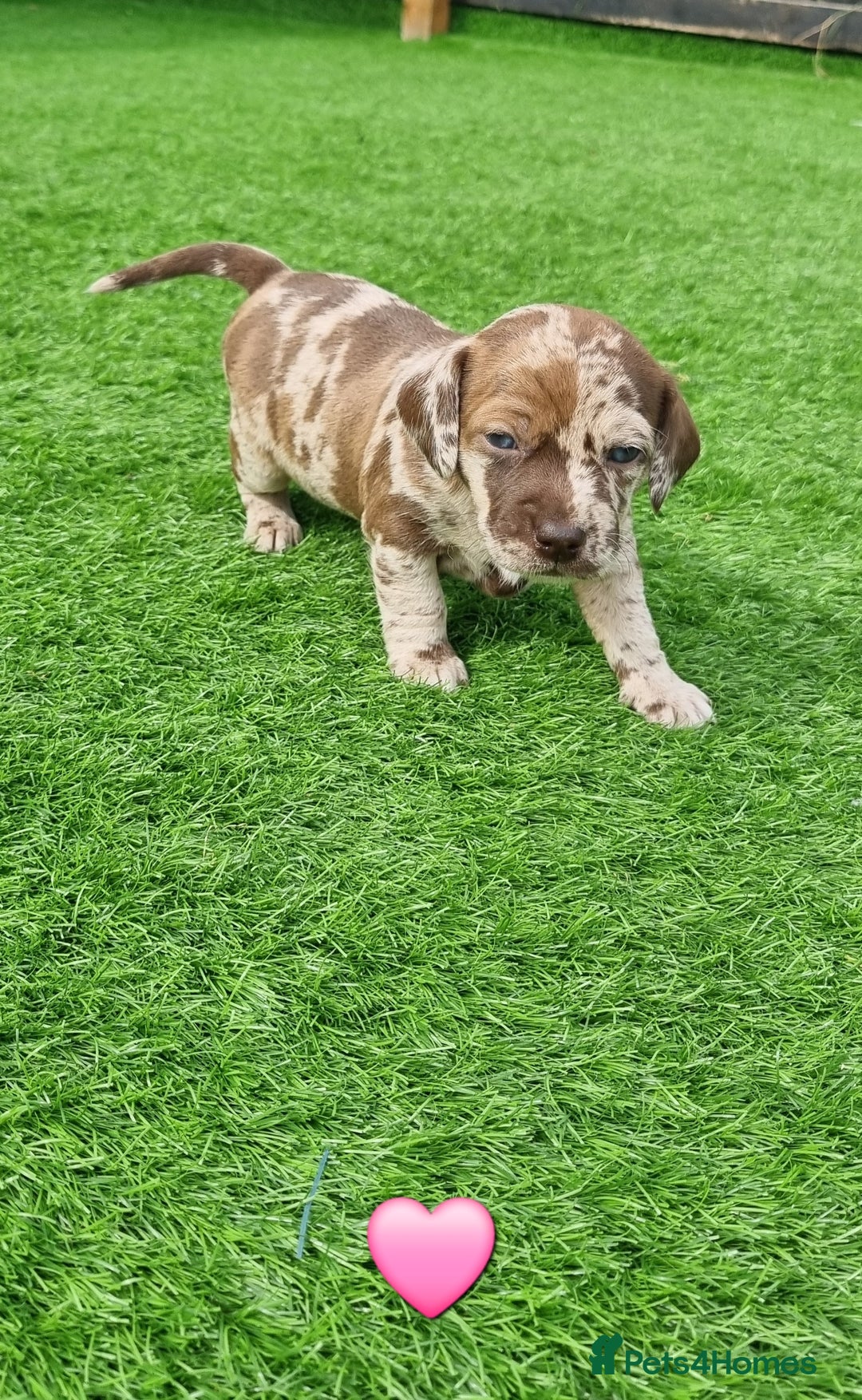 Mixed Breed dogs for sale: Patterdale cross minature daschound  - Image 7