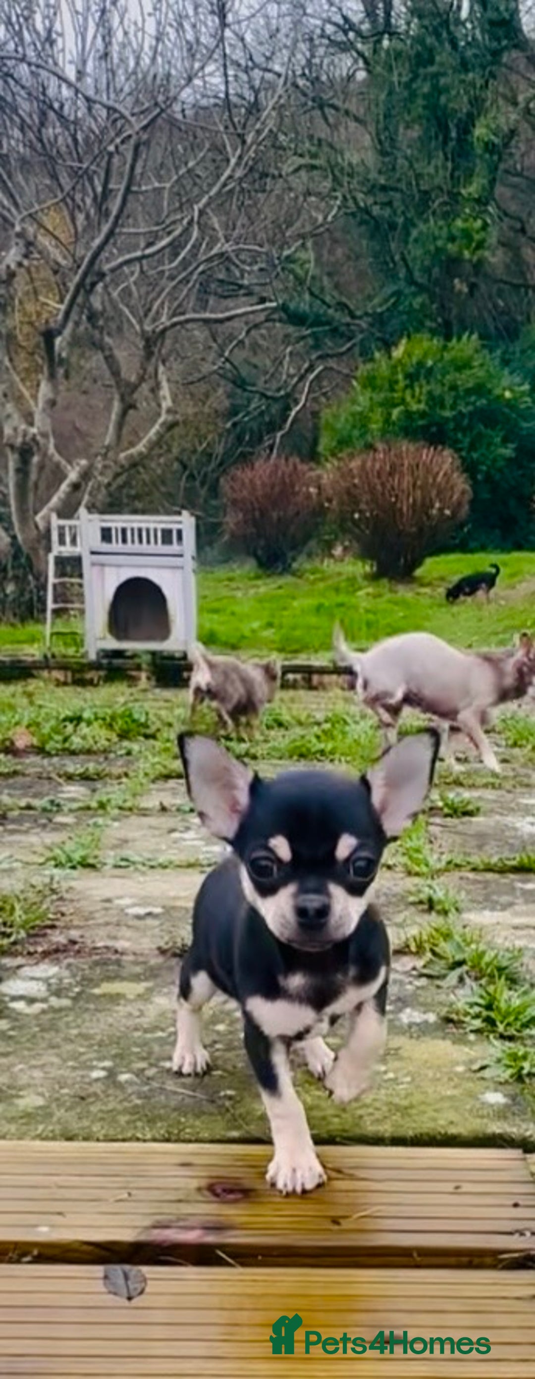 Chihuahua dogs for sale: KC Chihuahuas 🇬🇧 bloodline 5 🌟 - Advert 3