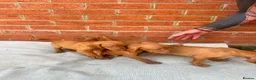 Hungarian Vizsla dogs for sale: KC registered Hungarian Vizsla puppies in Aberlour - Advert 8