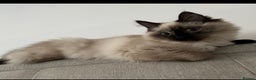 Ragdoll cats for sale: 💎🐾Beautiful Ragdoll Kittens🐾💎 - Advert 8