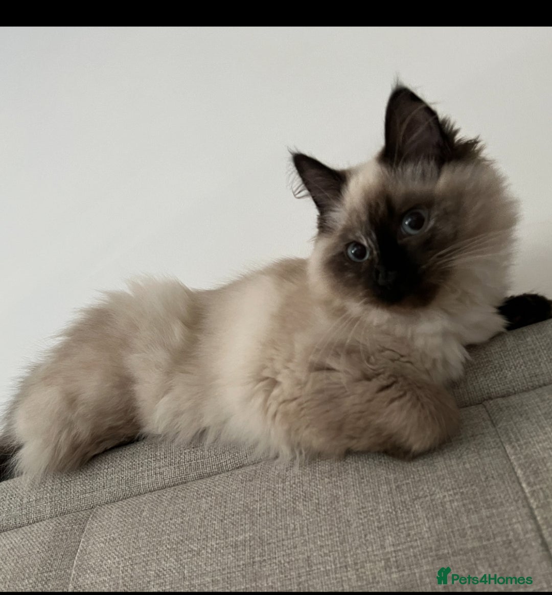 Ragdoll cats for sale: 💎🐾Beautiful Ragdoll Kittens🐾💎 - Advert 8