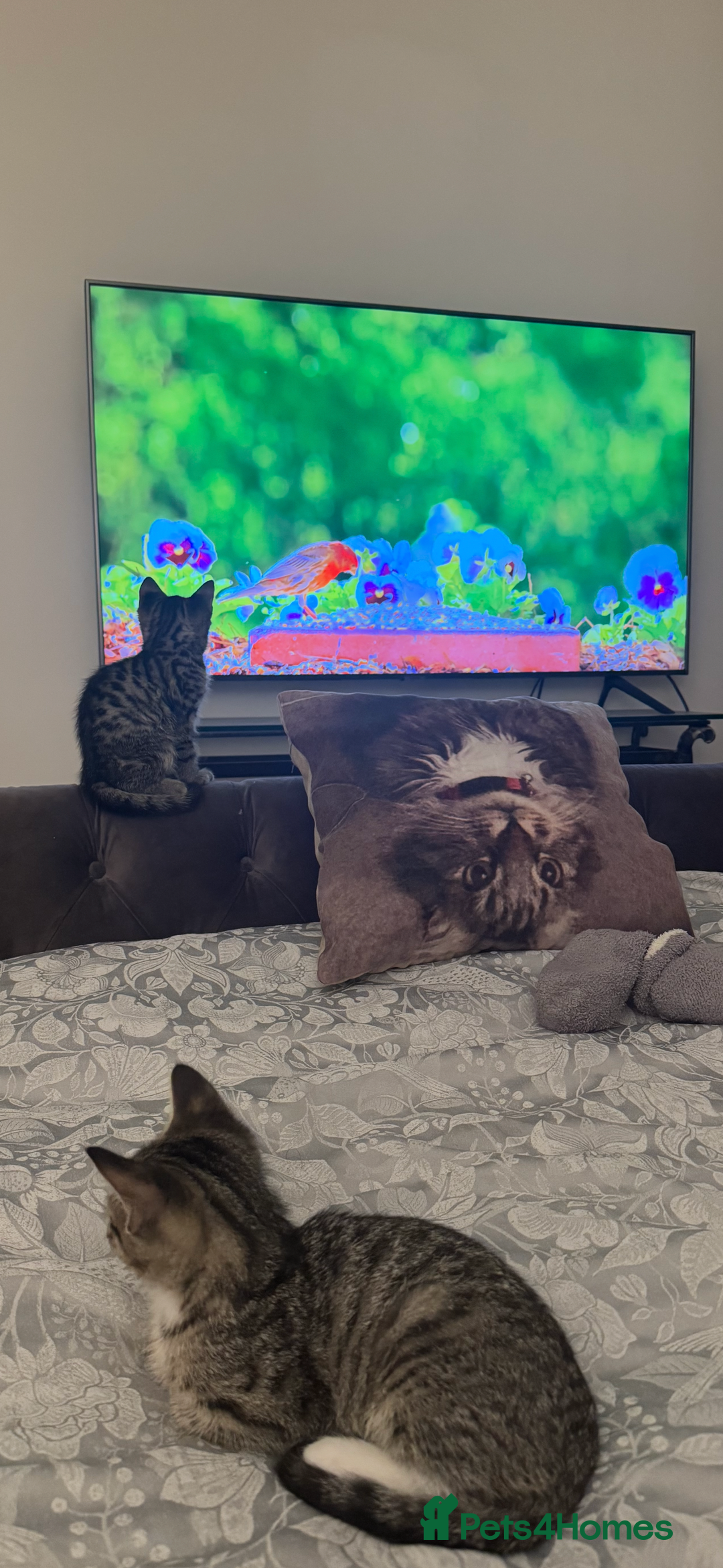 Mixed Breed cats for sale: Kittens MaineCoon x Bengal 8 weeks ready today  - Image 5