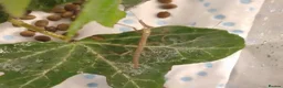 Stick Insects invertebrates for sale: Indian Stick Insects - 7 for £5 or £1 each - Advert 3