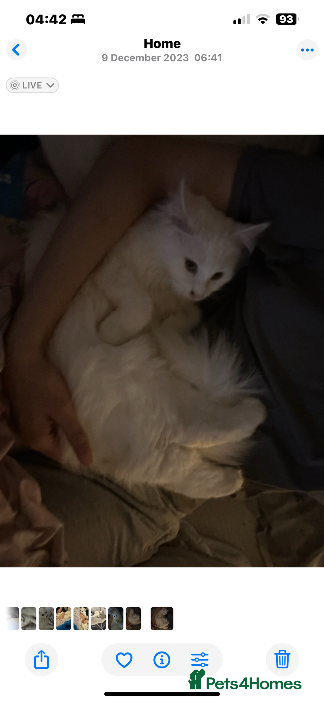 Maine Coon cats for sale: Pure bred Maine coon - Advert 6