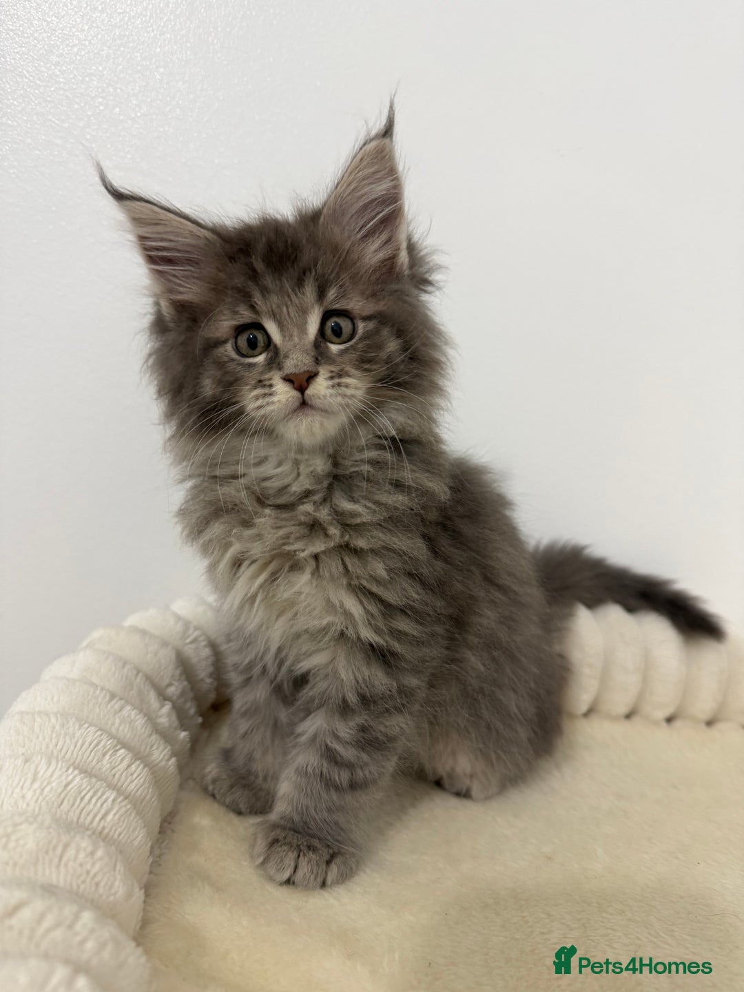 Maine Coon cats for sale: XL RUSSIAN CUBS 🇷🇺💙 - Advert 8