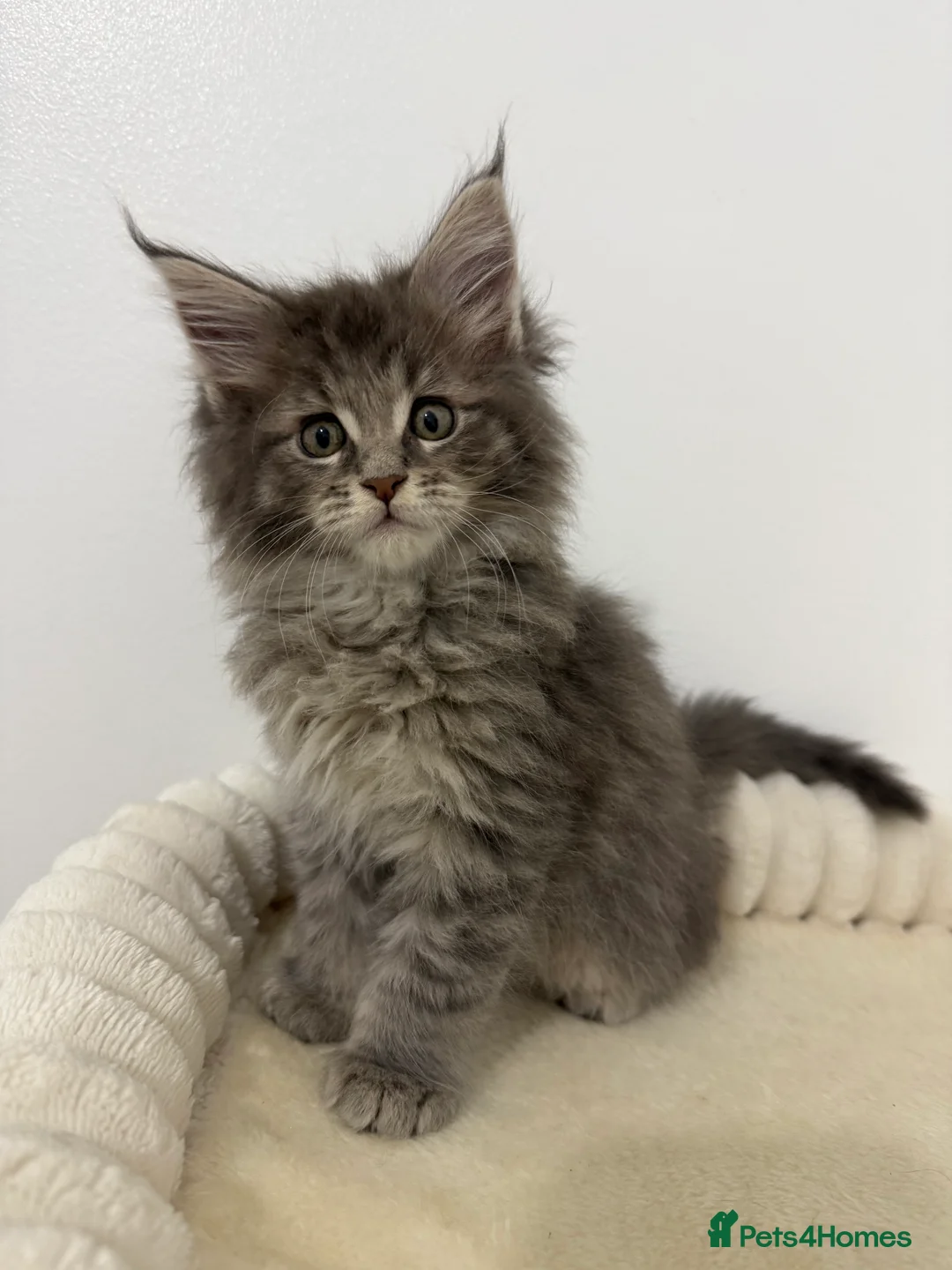 Maine Coon cats for sale: XL RUSSIAN CUBS 🇷🇺💙 - Advert 8