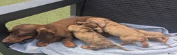 Miniature Dachshund dogs for sale: Mini dachshund  - Advert 7