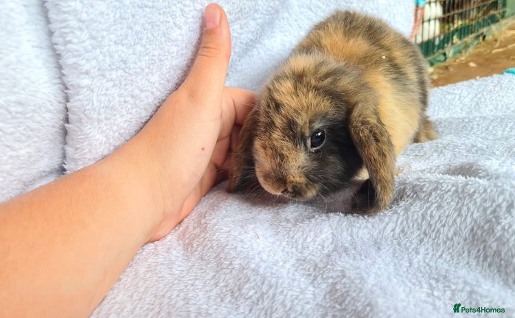 Mini Lop rabbits - Advert 1