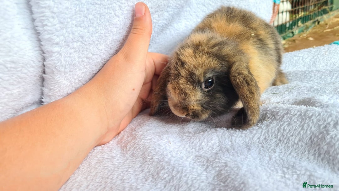 Mini Lop rabbits for sale: Mini lop bunny  - Image 1