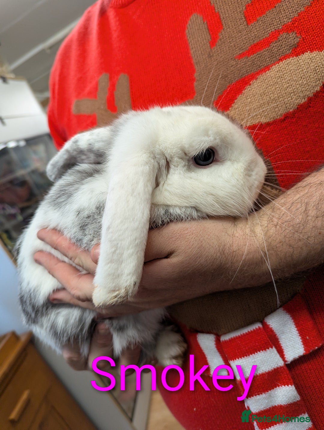 Mini Lop rabbits for sale: Adult female mini lops for rehoming - Advert 3