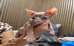 Sphynx cats for sale: Two beautiful little lions  - Advert 7