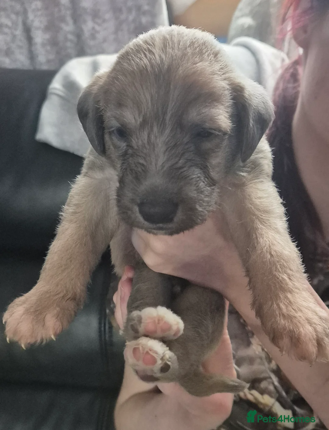 Bedlington Terrier dogs for sale: Stunning Beddlington x Whippet boys - Advert 5