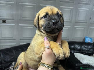 Mixed Breed dogs - Advert 19