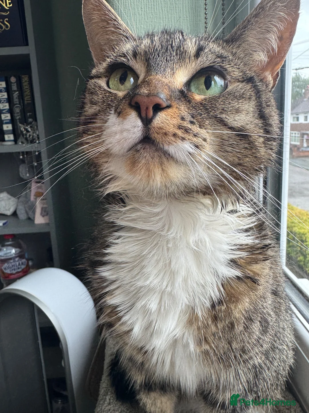 Domestic Shorthair cats for sale: Female domestic shorthair  in Manchester - Advert 4