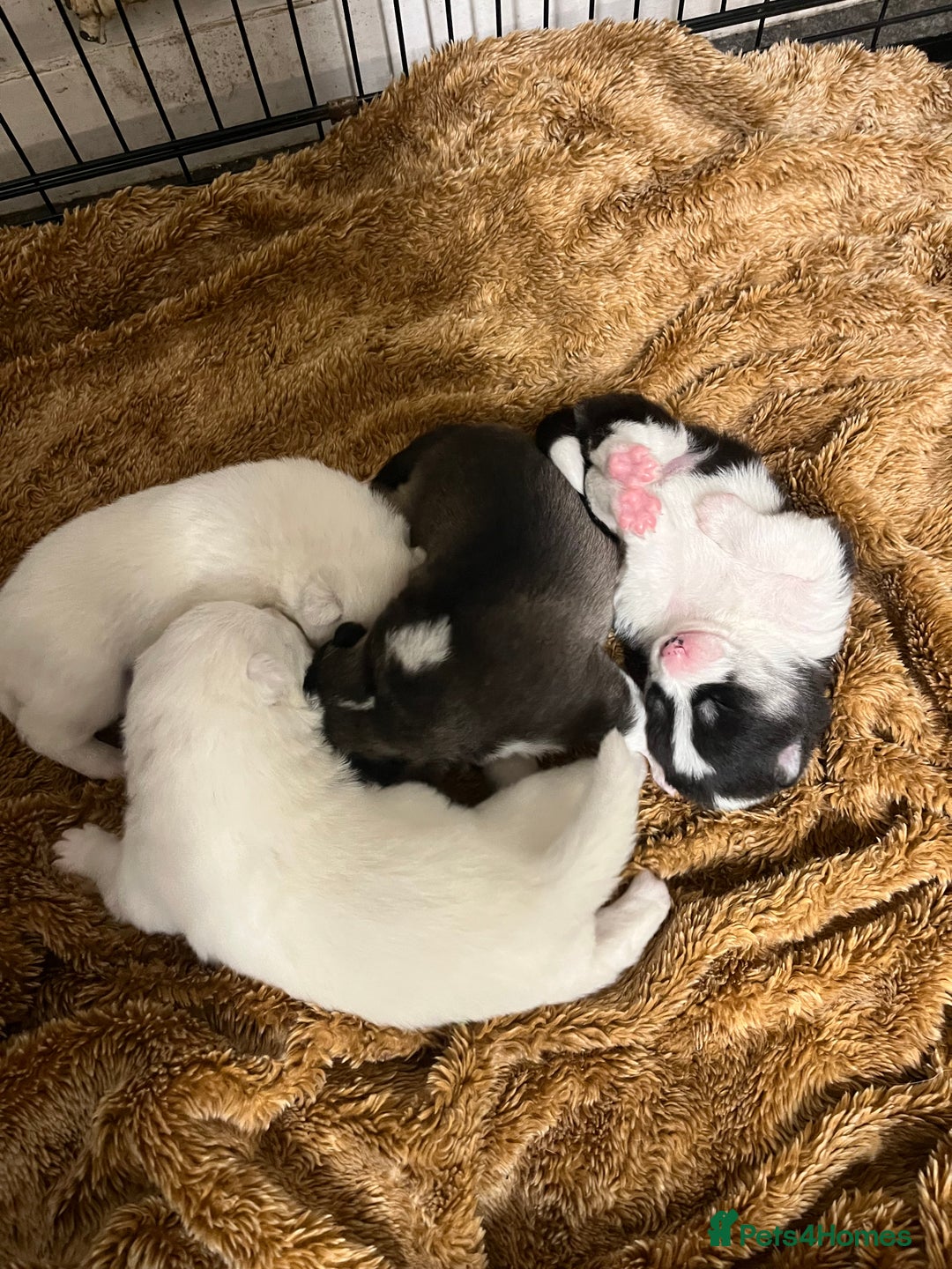 Mixed Breed dogs for sale: Samsky puppies - Advert 2