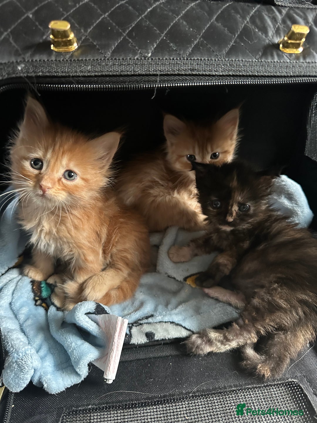 Maine Coon cats for sale: Maincoone kittens - Advert 6