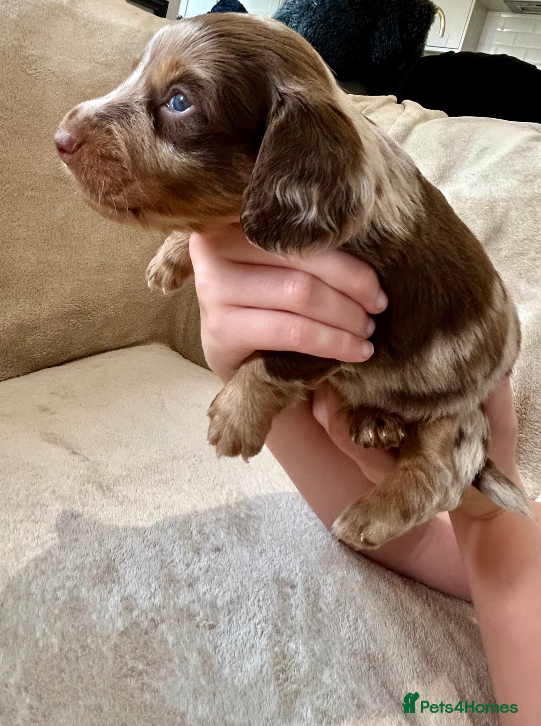 Miniature Dachshund dogs for sale: Stunning Kc Reg Long Hair Mini Dachshund puppies  - Image 24