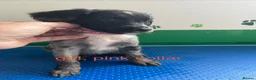 Mixed Breed dogs for sale: Fantastic Sprockerpoos - Advert 4
