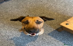 Mixed Breed dogs for sale: Diesel!! Urgent  - Image 4