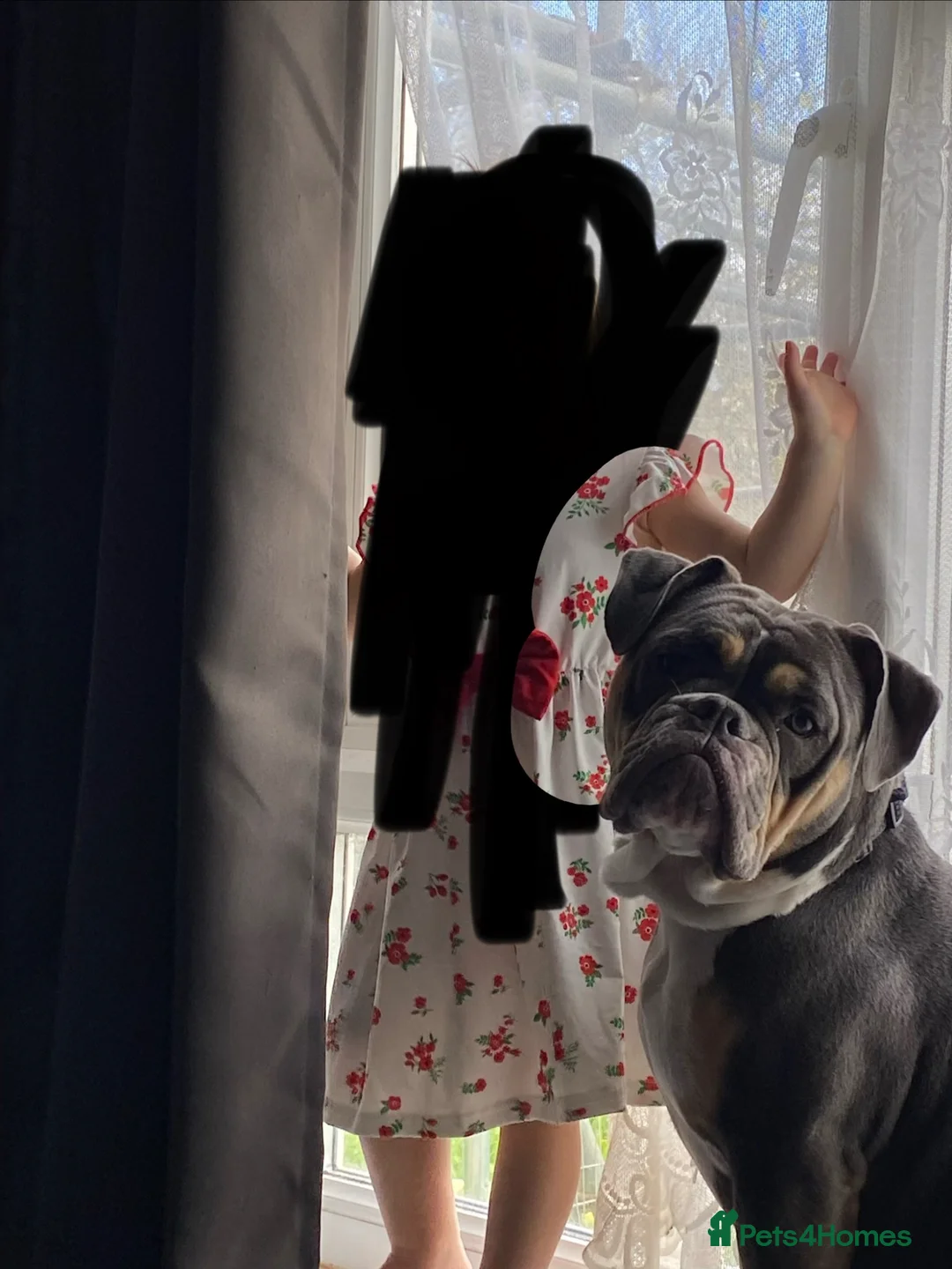 English Bulldog dogs for sale: Kali english bulldog 2 years old  in Southampton - Advert 2