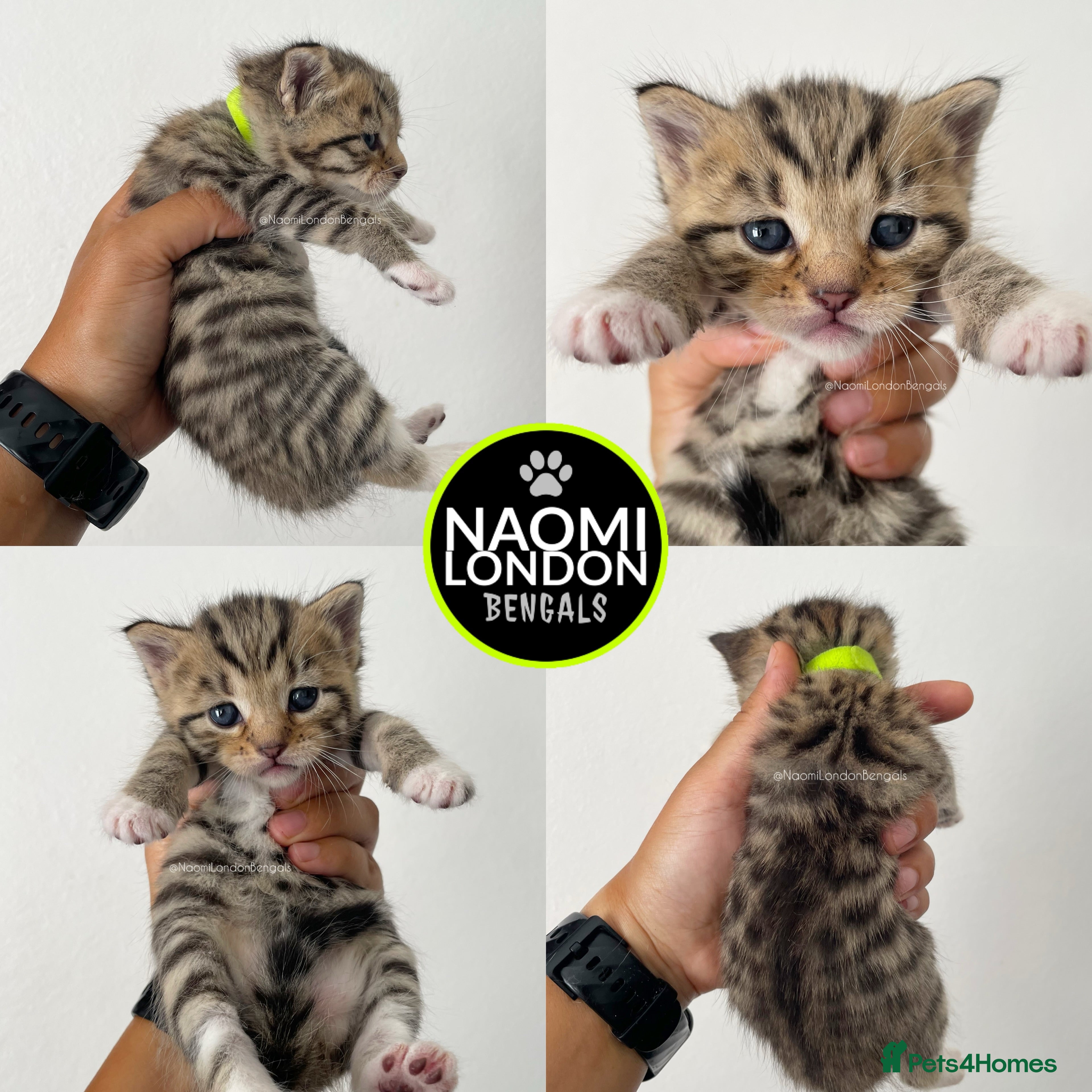 Bengal cats 🌈 BENGAL KITTENS FOR SALE! 🌈 🩷❤️🧡💛💚🩵 - Advert 2