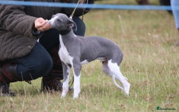 Whippet dogs for sale: KC Whippet puppies - Advert 3