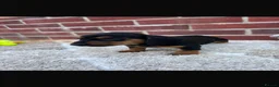 Dachshund dogs for sale: 5 gorgeous miniature dachshund puppy’s🐶 in Cullompton - Advert 32
