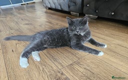 Ragdoll cats for sale: Chartreux cross Ragdoll grey Curly kittens - Image 5