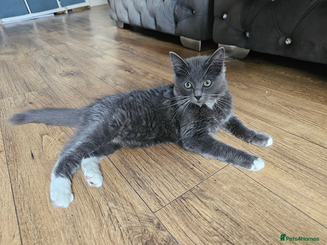 Ragdoll cats for sale: Chartreux cross Ragdoll grey Curly kittens - Image 5